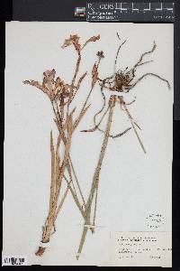 Iris versicolor image