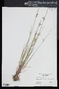 Sisyrinchium albidum image