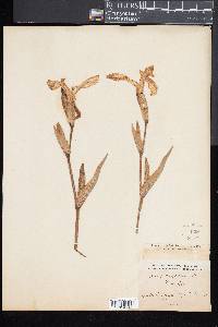 Iris pseudacorus image