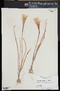 Zephyranthes atamasco image