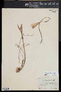 Zephyranthes treatiae image