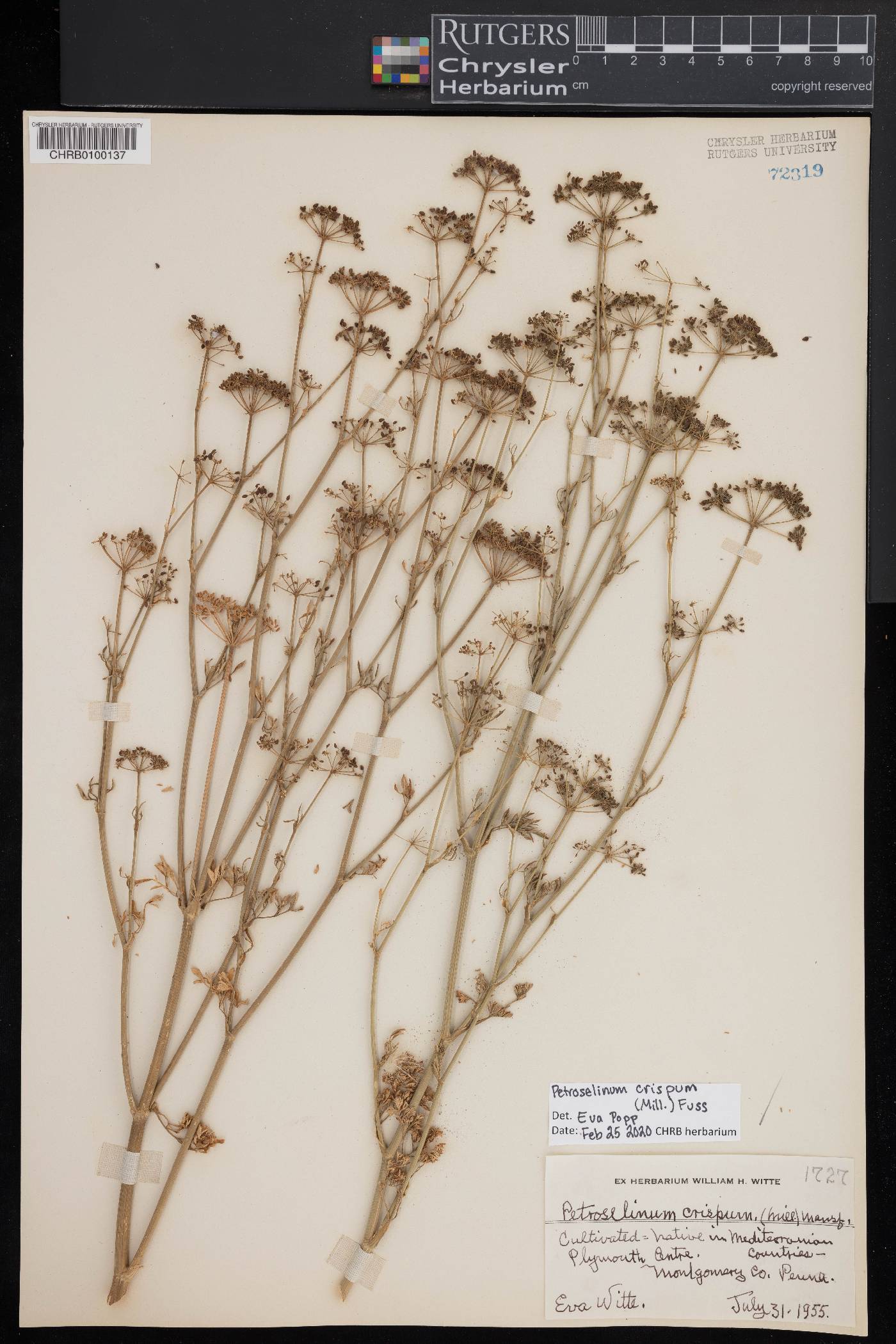 Petroselinum crispum image