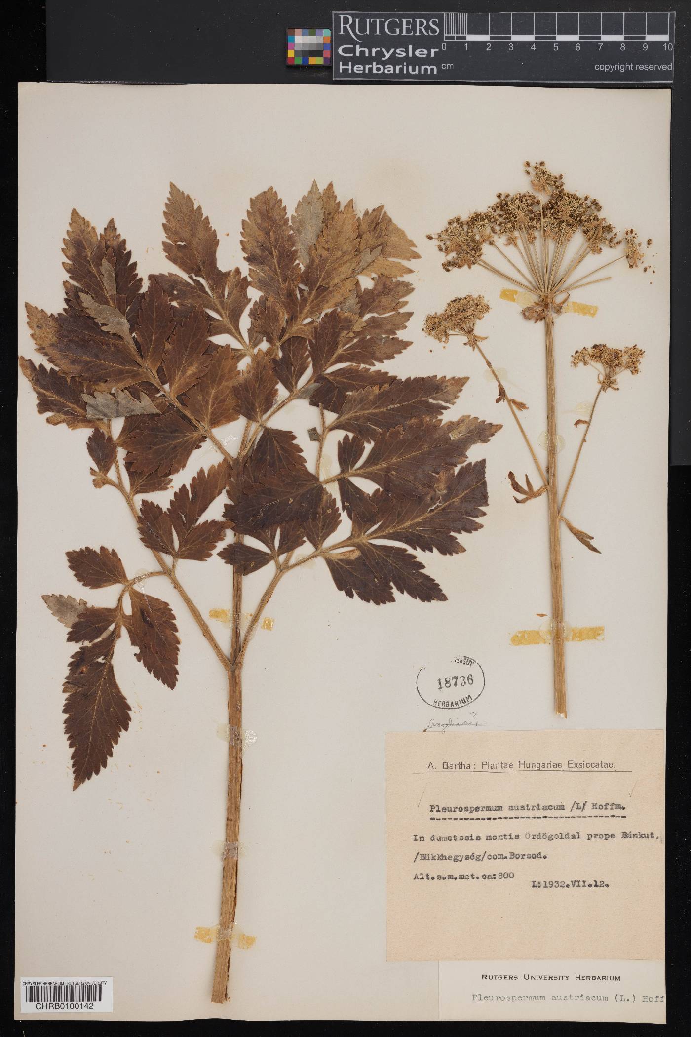 Pleurospermum austriacum image