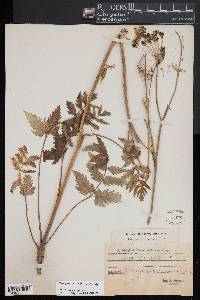 Pimpinella major image