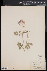 Pimpinella major image