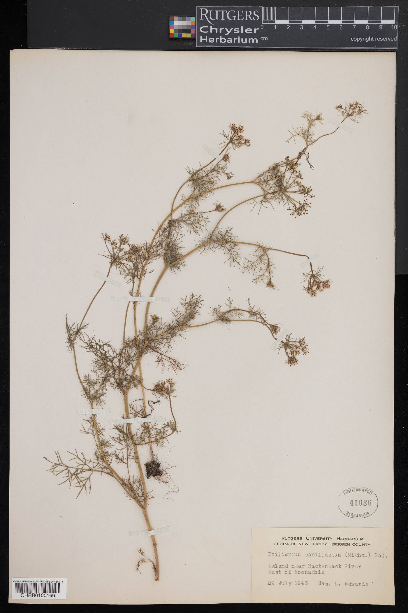 Ptilimnium capillaceum image
