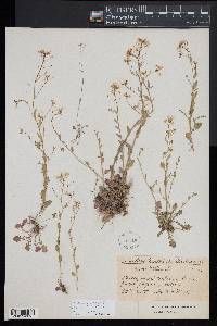 Arabidopsis halleri image