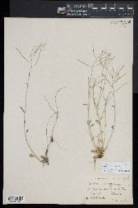 Arabidopsis lyrata image