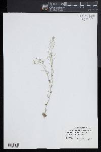 Arabidopsis thaliana image