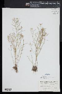 Arabidopsis thaliana image