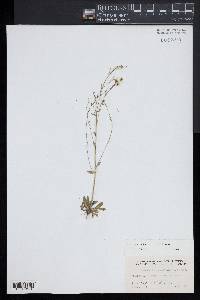 Arabidopsis thaliana image