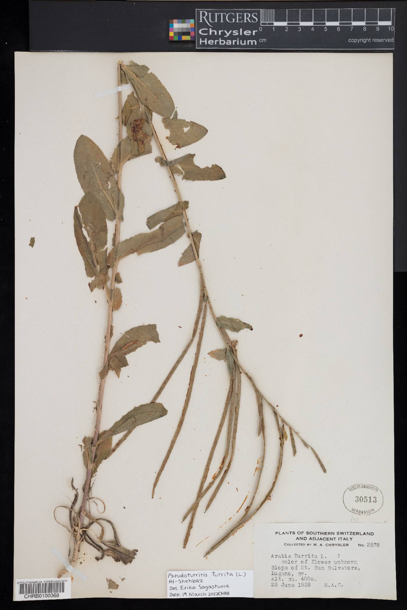 Pseudoturritis image