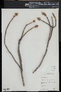 Acer nigrum image