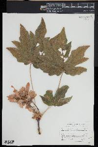 Acer macrophyllum image