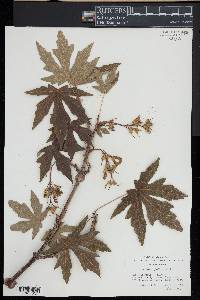 Acer macrophyllum image