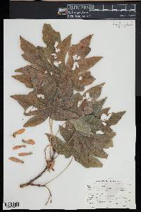 Acer macrophyllum image