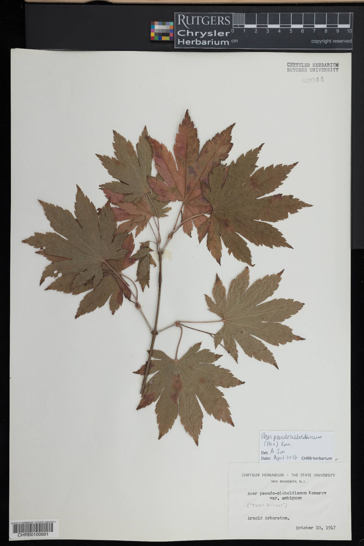 Acer pseudosieboldianum image