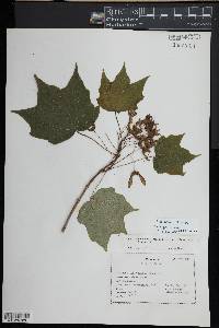 Acer nigrum image