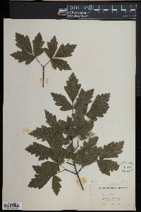 Acer griseum image