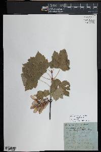 Acer glabrum image