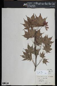 Acer palmatum image