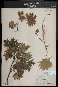 Acer palmatum image