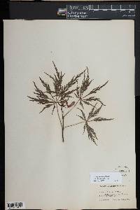 Acer palmatum image