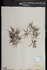 Acer palmatum image