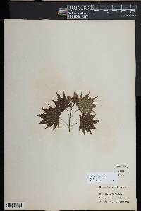 Acer palmatum image