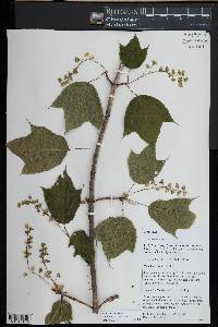 Acer pennsylvanicum image