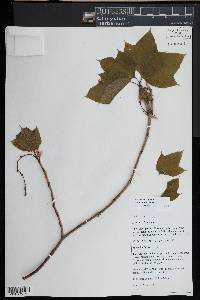 Acer pennsylvanicum image