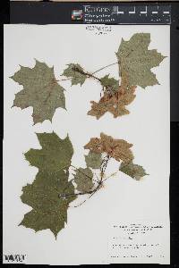 Acer platanoides image