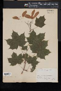 Acer platanoides image