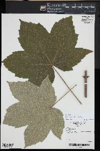 Acer platanoides image