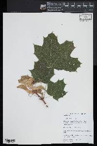 Acer platanoides image