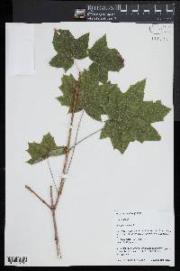 Acer platanoides image