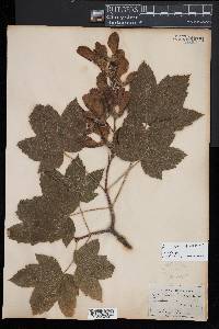 Acer pseudoplatanus image