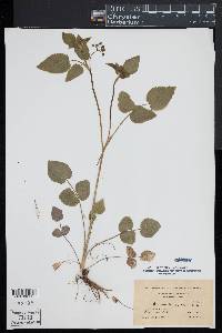 Thaspium trifoliatum image