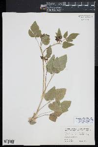 Thaspium trifoliatum image