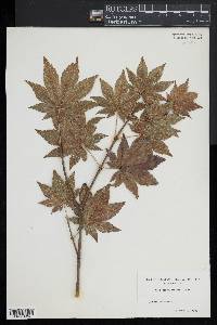 Acer sieboldianum image