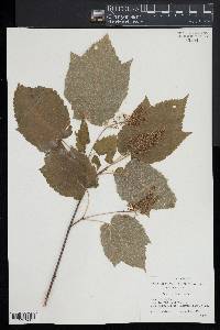 Acer spicatum image