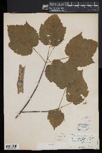 Acer spicatum image