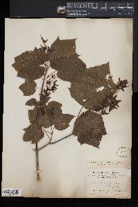 Acer spicatum image