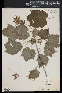 Acer spicatum image