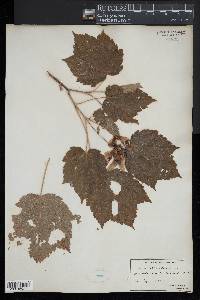 Acer spicatum image