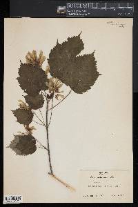 Acer spicatum image