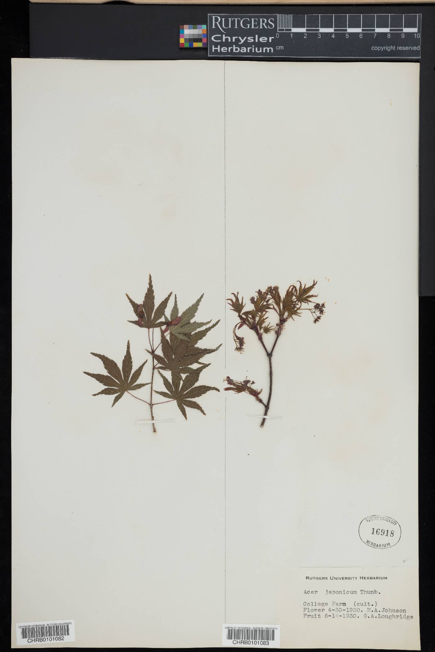 Acer japonicum image