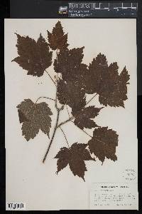 Acer spicatum image