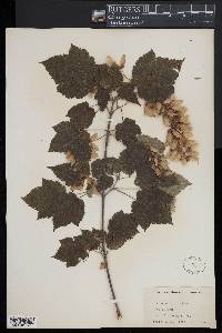 Acer spicatum image