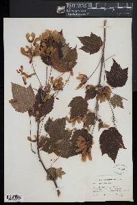 Acer spicatum image